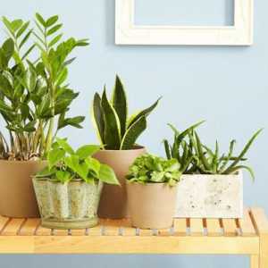 Правилната грижа у дома за стайни растения