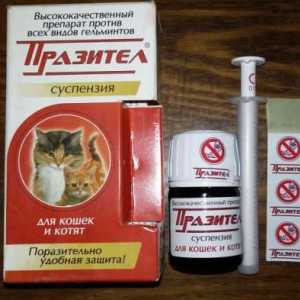 `Prazitel` - окачване за котки и котенца (инструкция и състав)