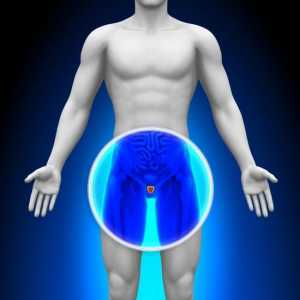 Простатната жлеза - какво е това? Функции на простатата