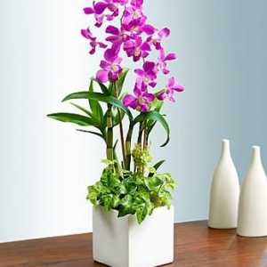 Красива орхидея дендробиум. Грижа за дома