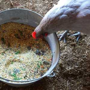 Премикс за кокошки носачки: витаминен състав и инструкции