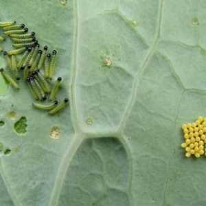 Наркотикът "Fitoverm": инструкции за употреба или Как правилно да се обработва растението