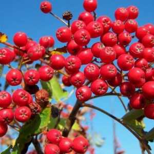 При заболявания ще помогне червен ashberry: полезни свойства и противопоказания