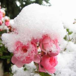 На каква температура да покрие рози за зимата: съвети и трикове
