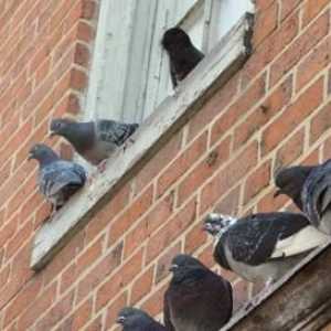 Знаци. Гълъбите седят на прозореца - какво означава това?