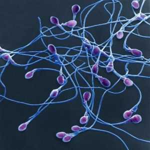 "Принципът на сперматозоидите": очарователна психология