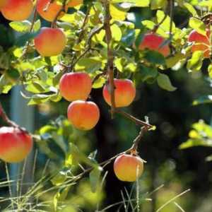 Инокулиране на ябълкови дървета през август с дръжка и други средства