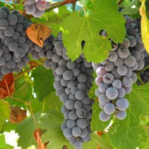 Инокулиране на грозде през есента. Технология на присаждане на грозде