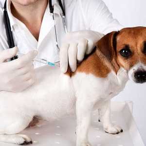 Ваксинации за кученца до една година. Схема за правилна ваксинация на кученце от най-опасните…