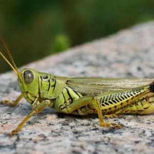 Крилати насекоми: описание, характеристики, видове и класификация