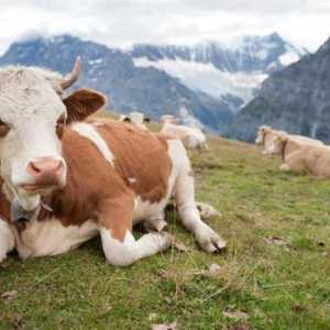 Очаквана продължителност на живота на краве: фактори и методи за определяне на възрастта