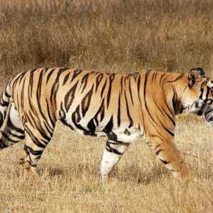Очаквана продължителност на живота на тигри в природата. Средна продължителност на живота на тигър