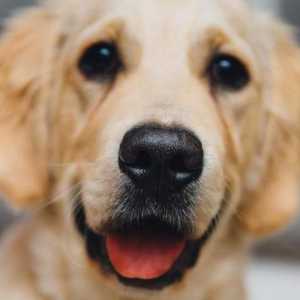 Предотвратяване на фатални заболявания при кучета: ваксината "Eurican". Указания за…