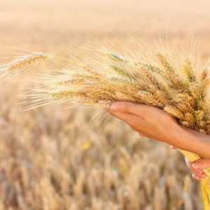 Напоена пшеница: полза и вреда, употреба, как да покълнат къщата, състав