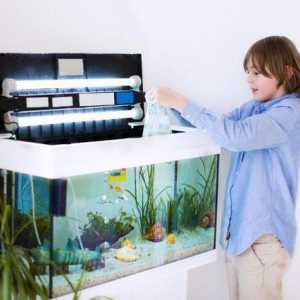 Обикновени инструкции: как да се грижите за рибата в аквариума