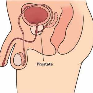 Простатата е ... Масаж на простатата: полза