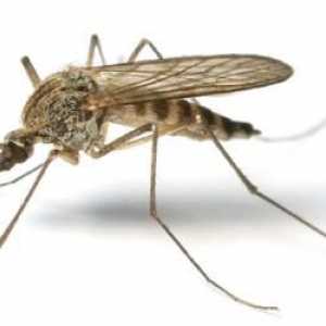 Доказани начини да се отървете от комарите в апартамента