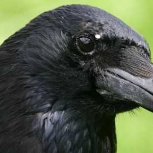 Птицата е черна с черен клюн. Черна птица с голям клюн