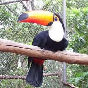 Bird tukan: местообитание, снимка и описание