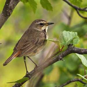 Птиците от птиците: начин на живот и местообитание
