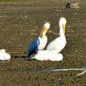 Птици на Кубан: снимка и описание