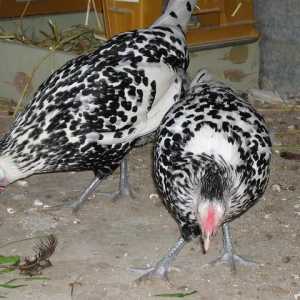 Пушкин пиле: снимка, описание на породата, ревюта