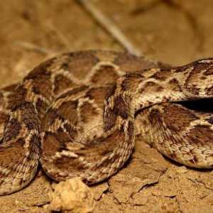 Пустинна змия ef: описание, местообитание и опасност за хората
