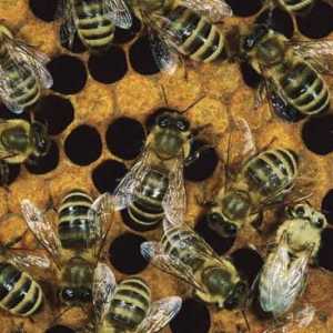 Работни пчели са кого? Какъв е полът на работещите пчели? Съставът на пчелното семейство