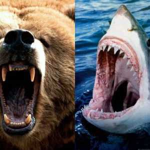 Работете за анализатора: кой е по-силен - акула или мечка