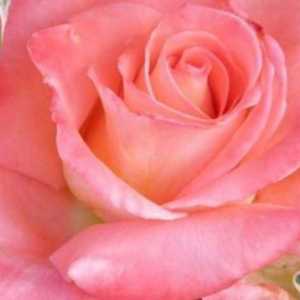 Raffaello - Rose, която изглежда чудесно в букет