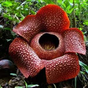 Rafflesia Arnoldi и Amorfofallus Titanium - най-големите цветя в света