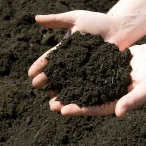Деоксидация на почвата през пролетта. Пет начина за намаляване на почвената киселинност