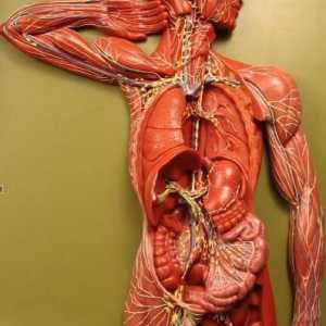 Разположението на лимфните възли на човешкото тяло (на врата, в слабините и под мишниците)