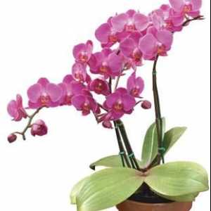Помислете как орхидеята се умножава у дома