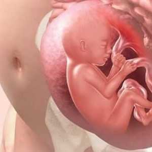 Нека разгледаме по-подробно как детето диша в утробата