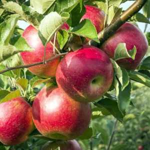 Разстоянието между ябълките при засаждане как да се определи правилно?