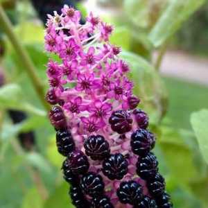 Растения phytolac: грижи и култивация