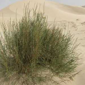 Пустинното растение saxaul. Saksaul: цъфтящо пустинно дърво