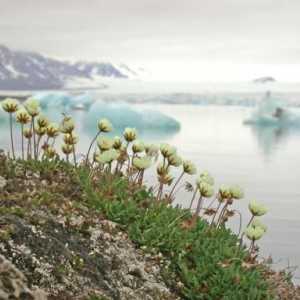 Растения от арктически пустини. Растения на арктическите пустини на Русия