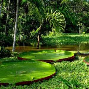 Растения от екваториални гори. Характеристики и значение