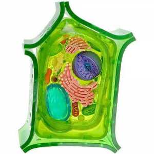 Разлики и сходства на растителни и животински клетки