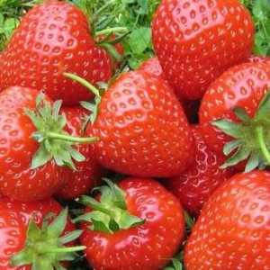 Възпроизвеждането на ягоди с мустаци и семена