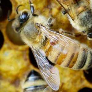 Развъждане на пчели за начинаещи у дома