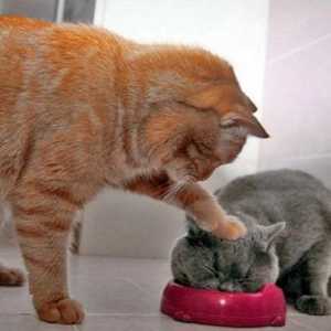 Оценка на котешка храна - суха и мокра (2014 г.). Най-добра храна за котки
