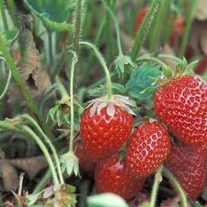 Препоръки за начинаещи градинари: как да се грижите за ягоди през есента