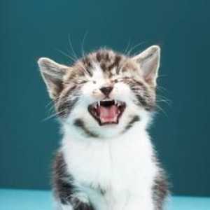 Ринотрахеит при котки - симптоми, лечение и профилактика