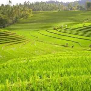 Райско поле. Технология на отглеждането на ориз