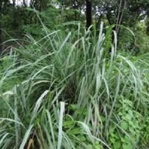 Родът от многогодишни тропически тревисти растения Cymbopogon и други