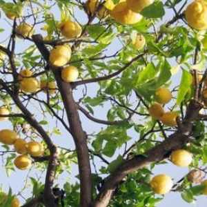 Родината на лимоновата стая