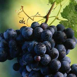Rochefort е грозде, сортирано на маса. Описание, размножаване чрез резници